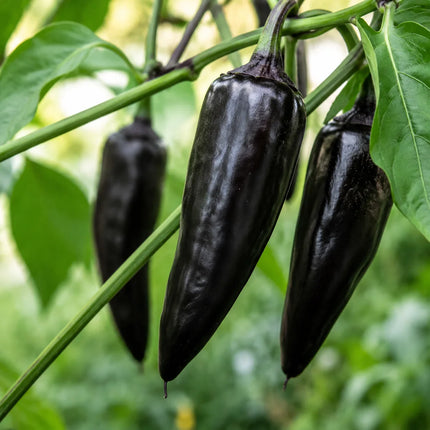 25 Black Hungarian pepper seeds