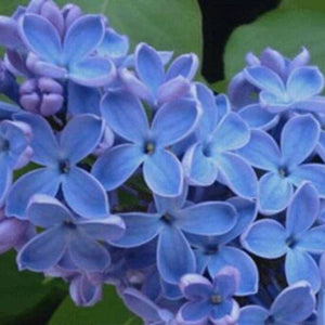 25 Blue Lilac Seeds