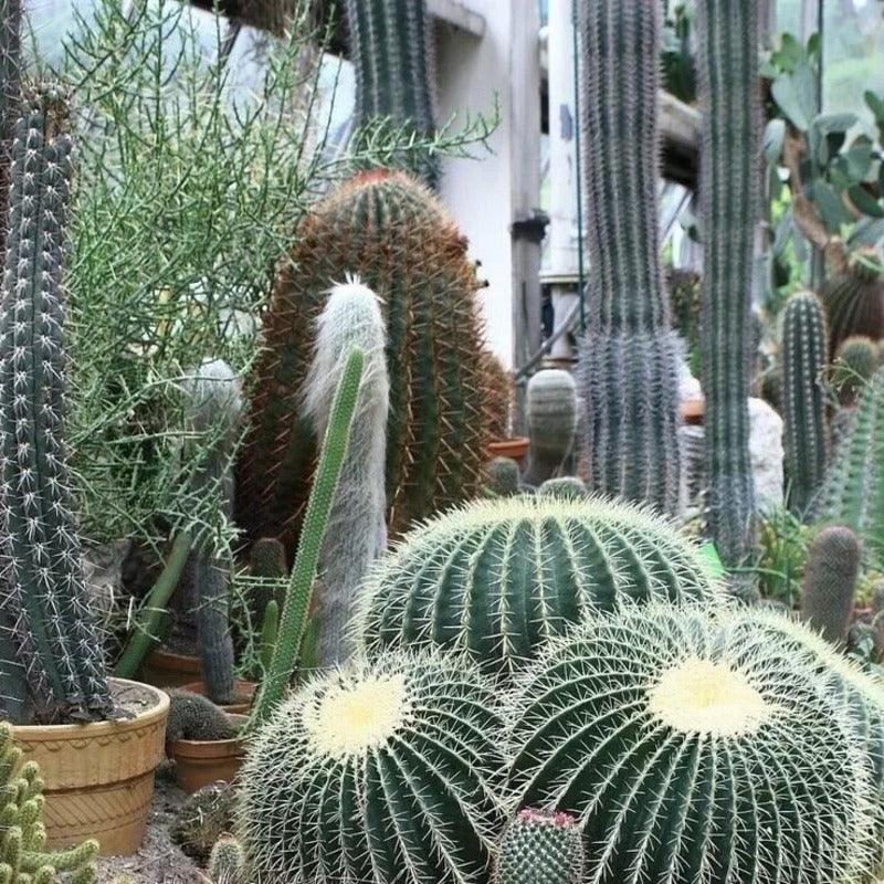 25 Cactus Seeds - Mix Succulent - Seed World