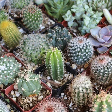 25 Cactus Seeds - Mix Succulent - Seed World