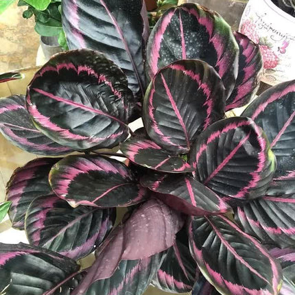 25 Calathea Couture Flower Seeds – Purple Tip Variety - Seed World