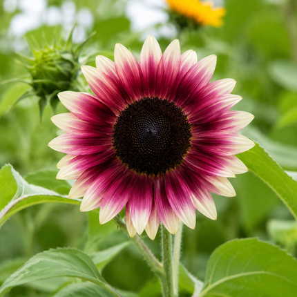 25 Cherry Rose Sunflower Seeds