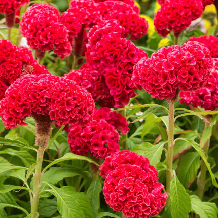 25 Cockscomb Carmine Seeds - Seed World