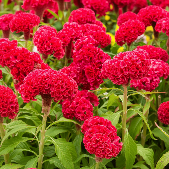 25 Carmine-Parent Cockscomb Seeds – parent or mature plant reference; seed-grown results may vary 1
