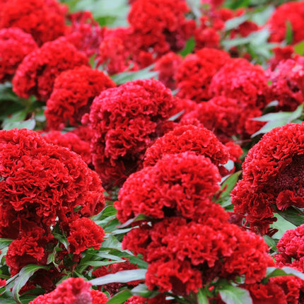 25 Cockscomb Carmine Seeds - Seed World