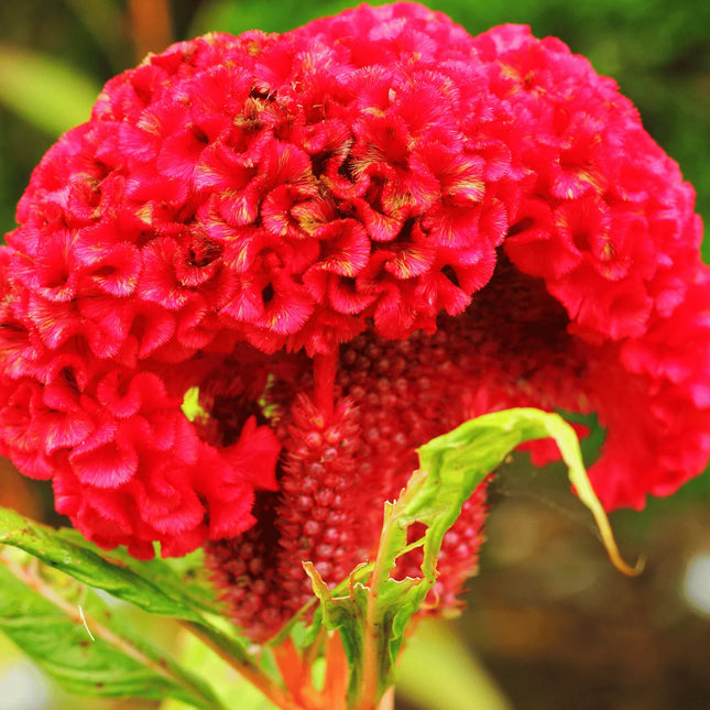 25 Cockscomb Carmine Seeds - Seed World