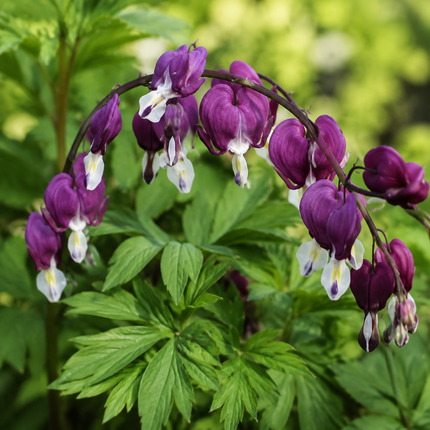 25 Dark Purple Bleeding Heart Seeds