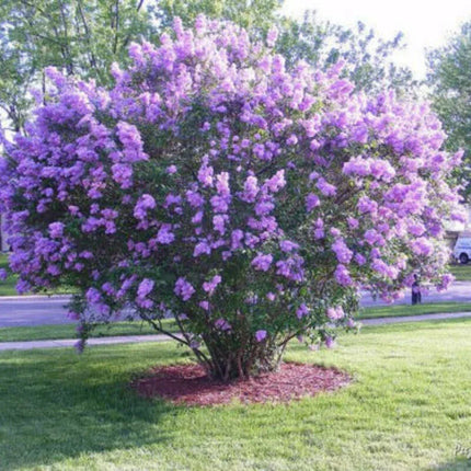 25 Dark Purple Lilac Seeds - Seed World