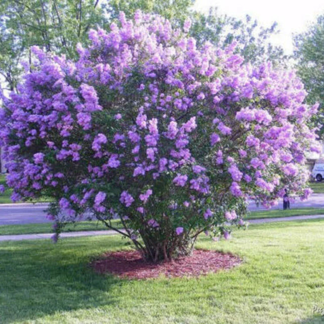 25 Dark Purple Lilac Seeds - Seed World