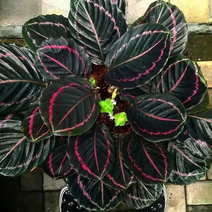 25 Dottie Calathea Seeds - Seed World