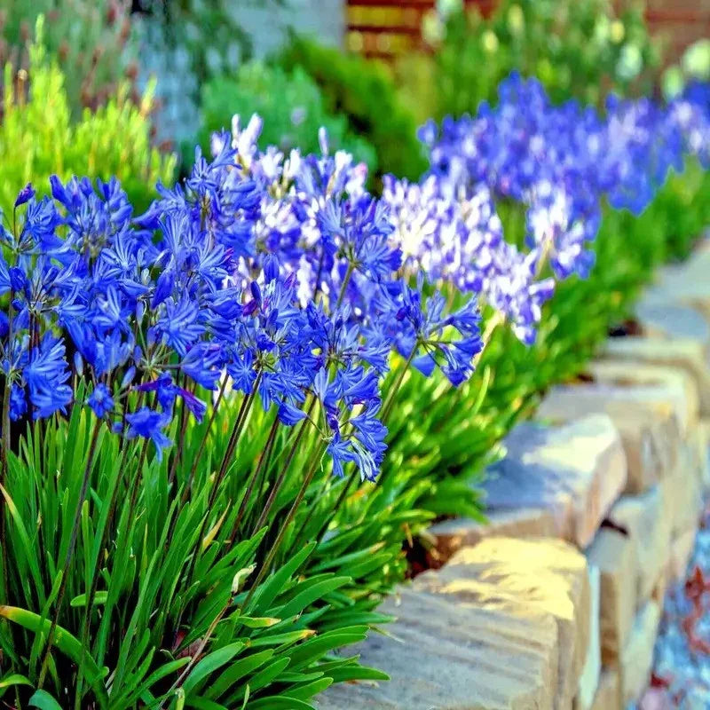 25 Dwarf Blue Lily of The Nile Seeds - Agapanthus "Peter Pan" - Seed World