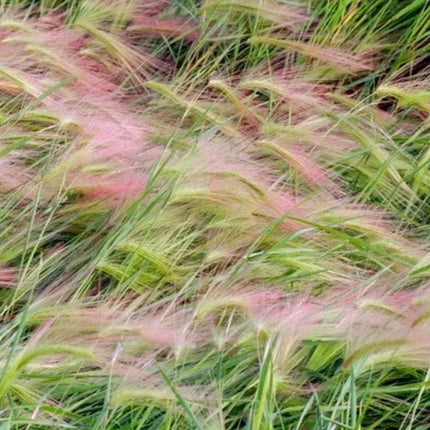 25 Foxtail Barley Seeds - Seed World