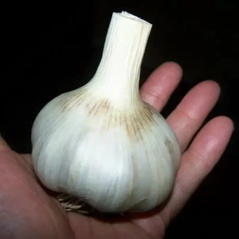 Hand holding a bulb of garlic against a dark background