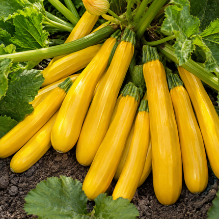 25 Golden Zucchini Summer Squash Seeds