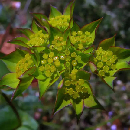 25 Hare's Ear - Bupleurum Rotundifolium Griffithlii Seeds - Seed World