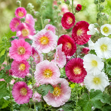 25 Hollyhock Single Mix Seeds