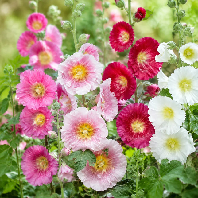25 Hollyhock Single Mix Seeds