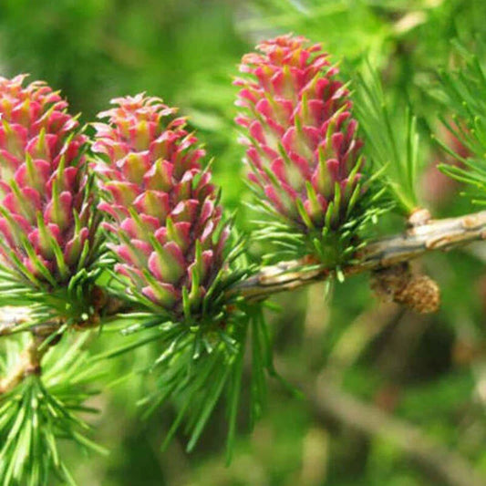 25 Larch Tree Seeds - Seed World