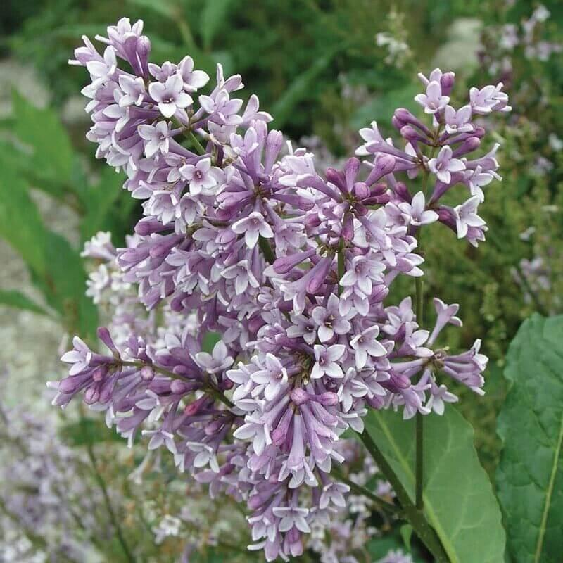 25 Lilac Tree Seeds - Seed World