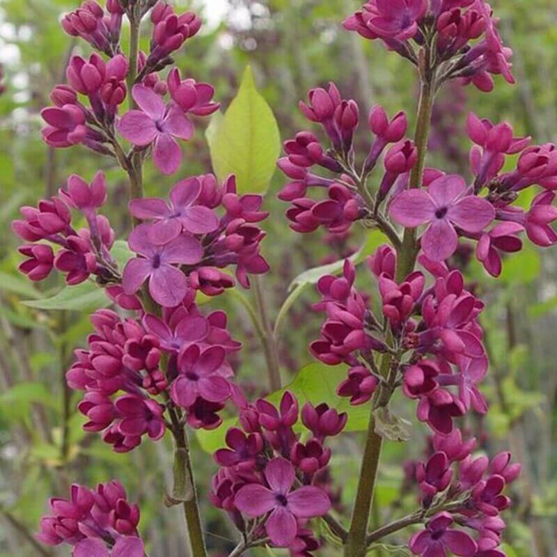 25 Lilac Tree Seeds - Seed World