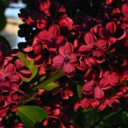 25 Lilac Tree Seeds - Seed World