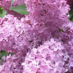 Heather