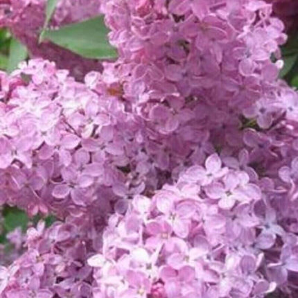 25 Lilac Tree Seeds - Seed World