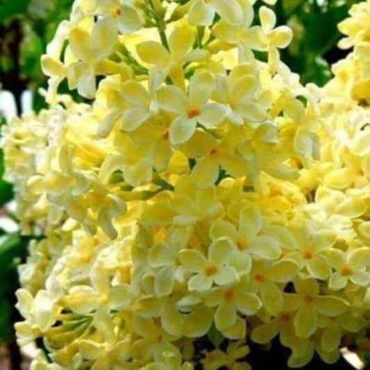 25 Lilac Tree Seeds - Seed World