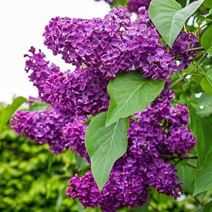 25 Lilac Tree Seeds - Seed World