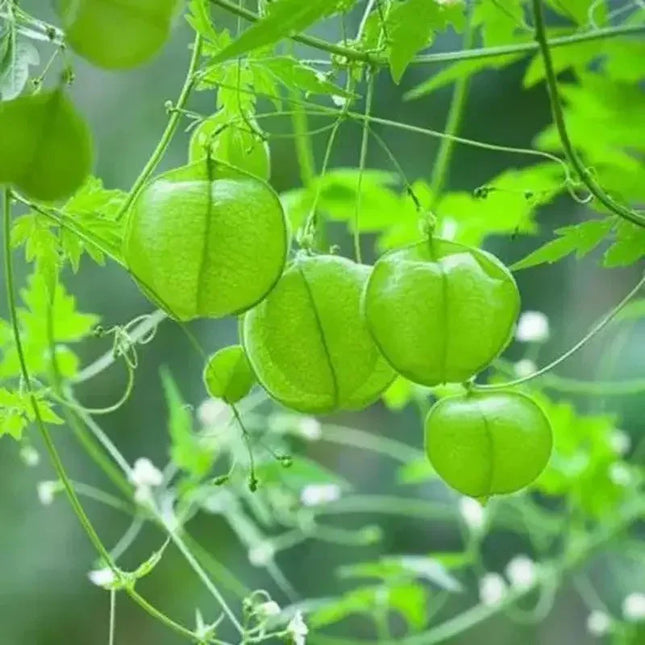25 Love in a Puff Seeds - Seed World
