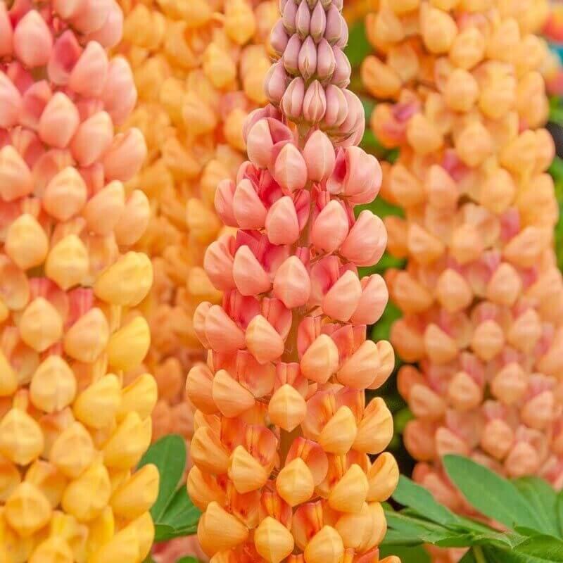 25 Lupine Perennial Flower Seeds – Multicolor Spikes - Seed World