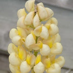 Yellow White