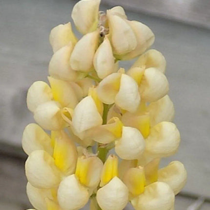 25 Lupine Perennial Flower Seeds – Multicolor Spikes - Seed World