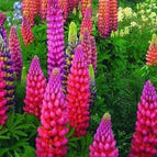 Pink Purple Orange