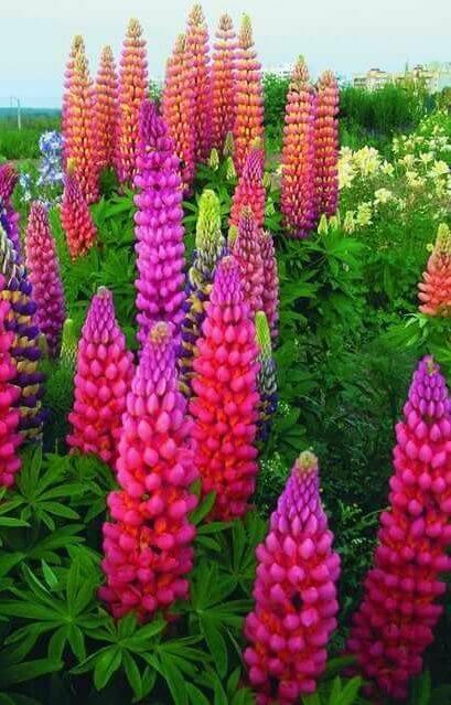 25 Lupine Perennial Flower Seeds – Multicolor Spikes - Seed World