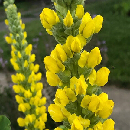 25 Lupine Perennial Flower Seeds – Multicolor Spikes - Seed World