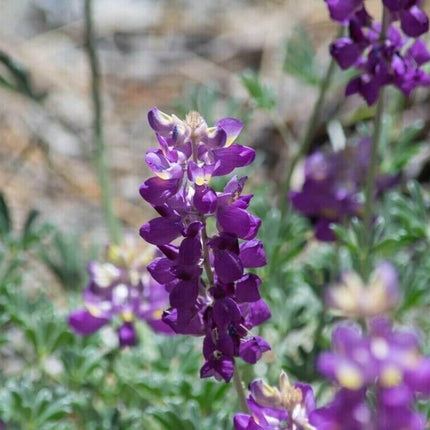 25 Lupine Perennial Flower Seeds – Multicolor Spikes - Seed World