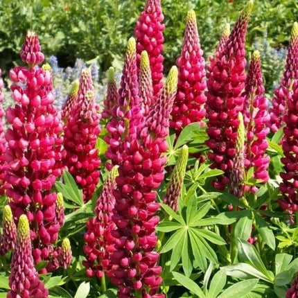25 Lupine Perennial Flower Seeds – Multicolor Spikes - Seed World