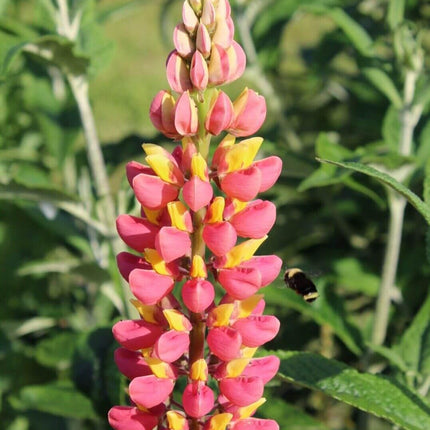 25 Lupine Perennial Flower Seeds – Multicolor Spikes - Seed World