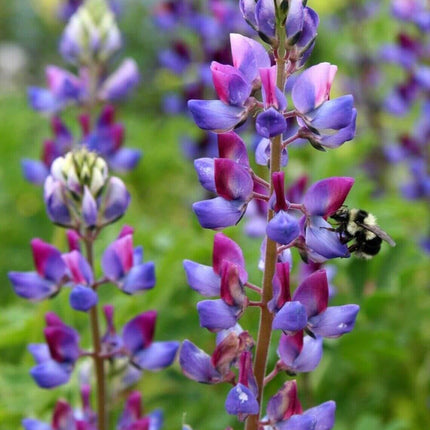 25 Lupine Perennial Flower Seeds – Multicolor Spikes - Seed World