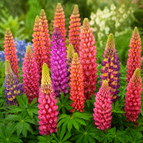 Pink Purple Orange