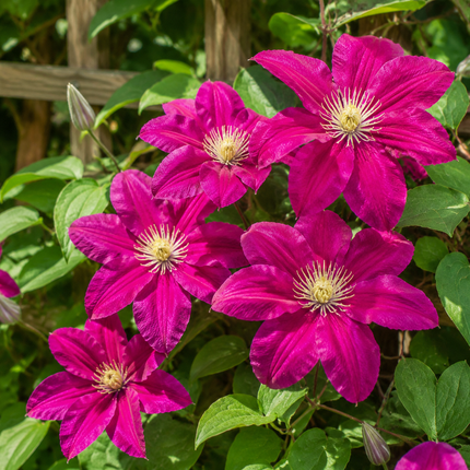 25 Magenta Clematis Seeds