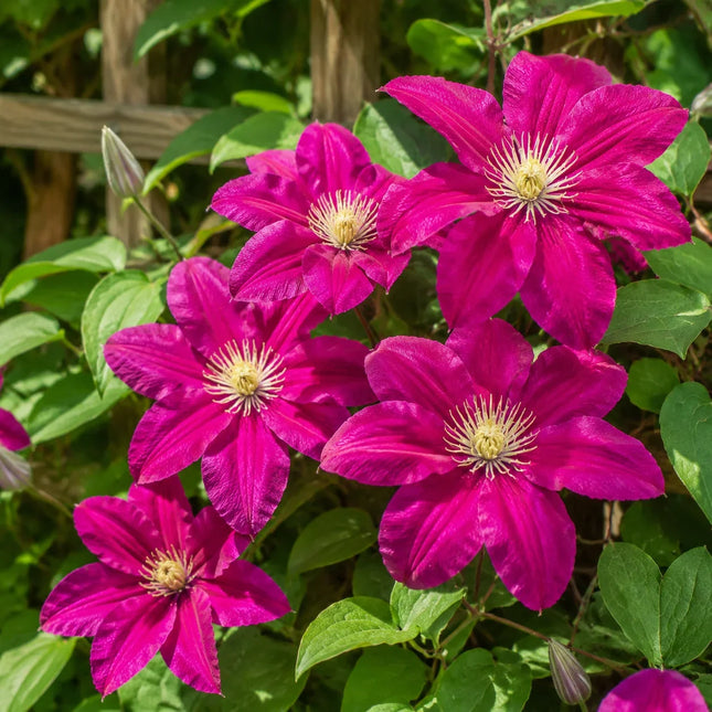 25 Magenta Clematis Seeds