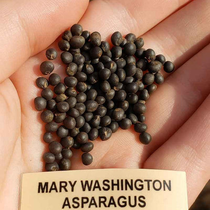 25 Mary Washington Asparagus Seeds - Seed World