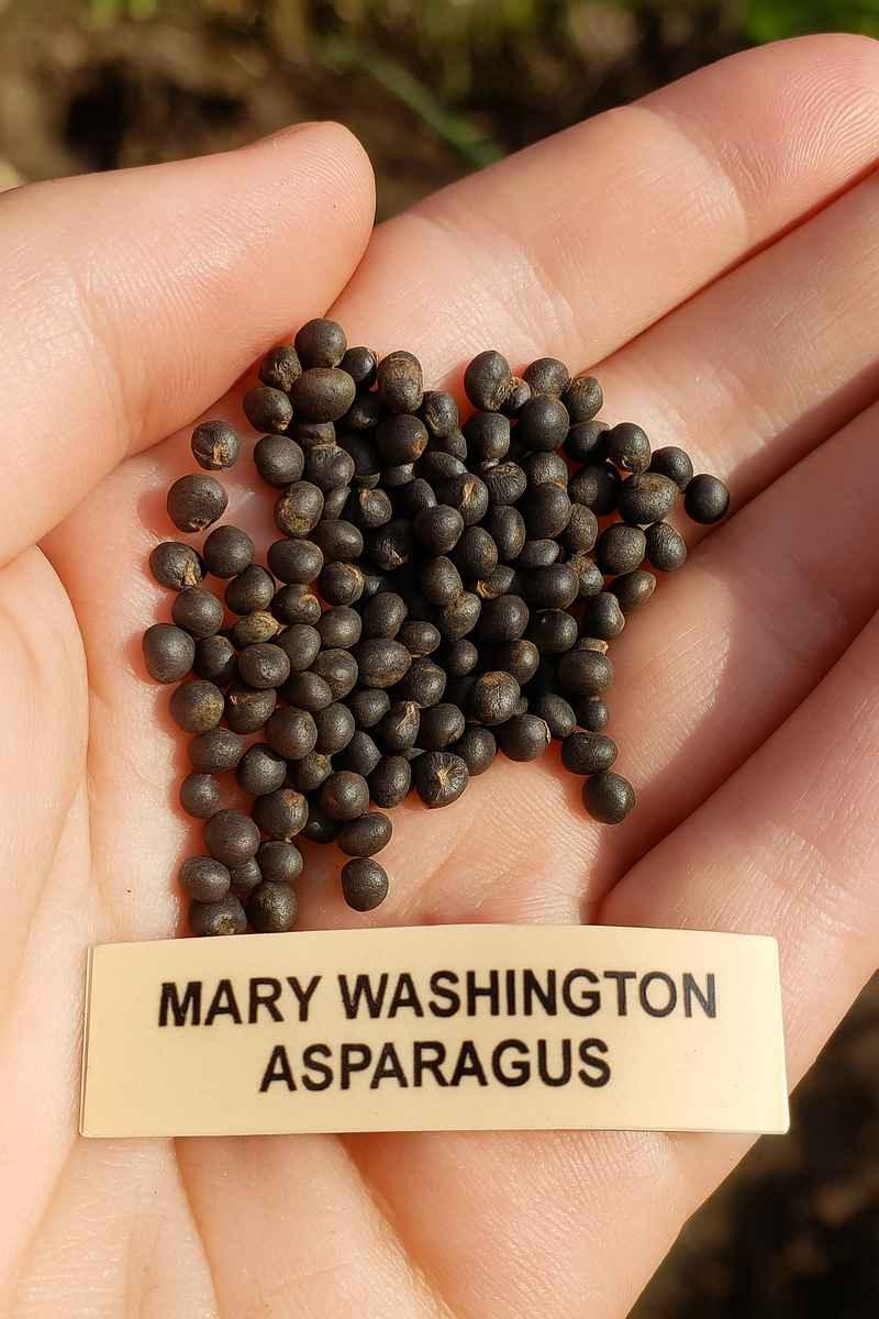 25 Mary Washington Asparagus Seeds - Seed World