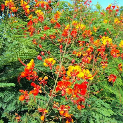 25 Mexican Red Bird of Paradise Seeds - Seed World