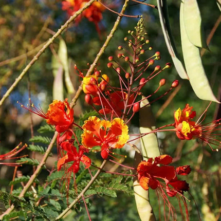 25 Mexican Red Bird of Paradise Seeds - Seed World