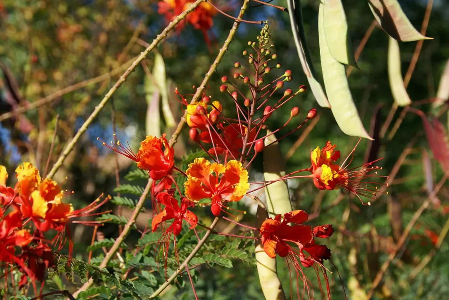 25 Mexican Red Bird of Paradise Seeds - Seed World