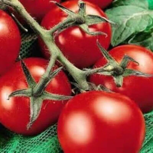 25 Moneymaker Tomato Seeds - Seed World