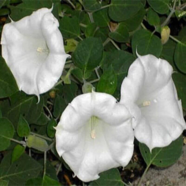 25 Moonflower Flower Seeds - Seed World